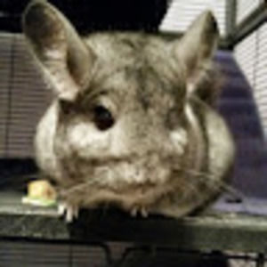 Meet your Posher, Shelly